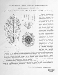 Septoria oligocarpa image